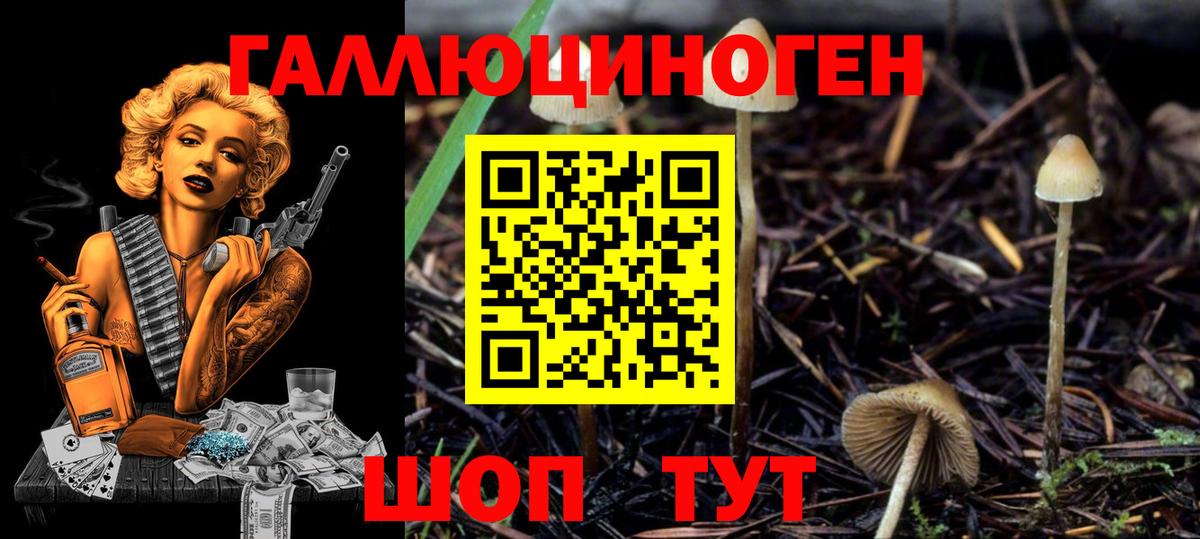 Псилоцибиновые грибы Psilocybe Златоуст